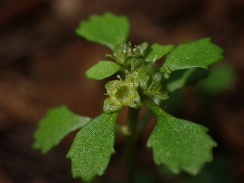 Chrysosplenium tosaense iNat (2)