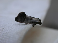 Eupselia holoxantha