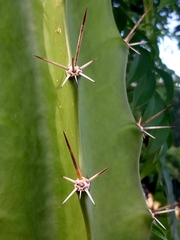 Acanthocereus tetragonus image