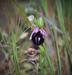 Ophrys ferrum-equinum