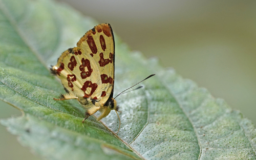 Anteros bracteata