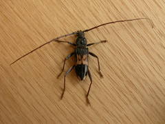 Phoracantha semipunctata