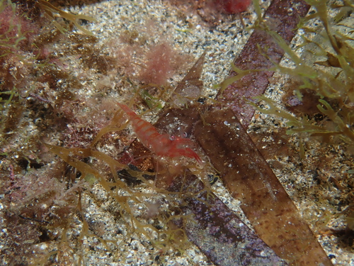 Processa edulis
