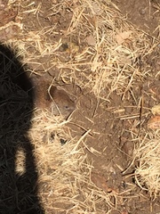 Microtus ochrogaster