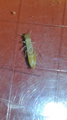 Kalotermes