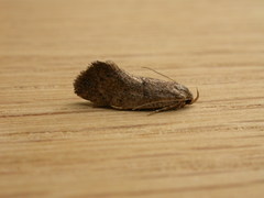 Syncometes vilis
