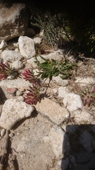 Anthyllis vulneraria rubriflora