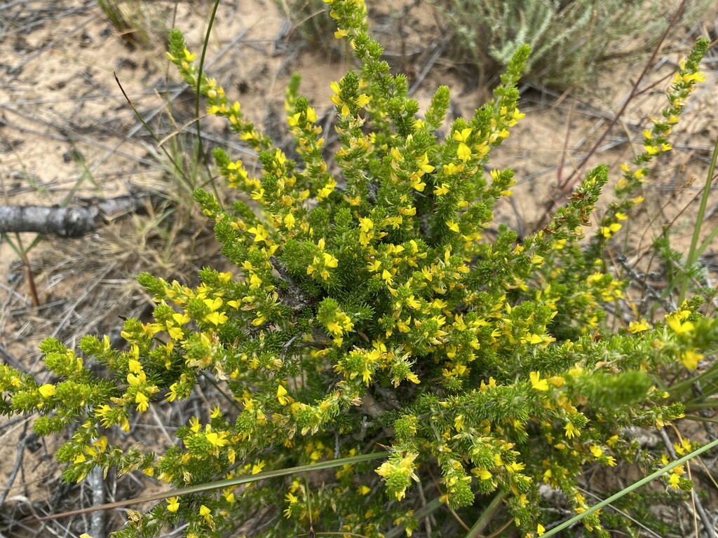Aspalathus acutiflora