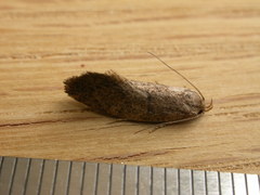 Syncometes vilis