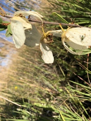 Asimina reticulata