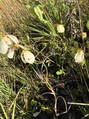 Asimina reticulata