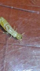 Kalotermes
