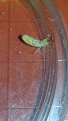 Kalotermes
