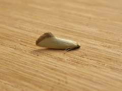 Microbela