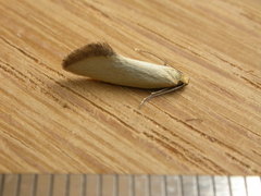 Microbela