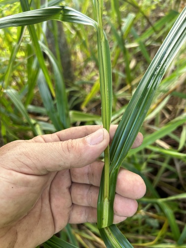Scleria eggersiana, 2023-12-11