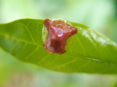 Charidotella rubicunda