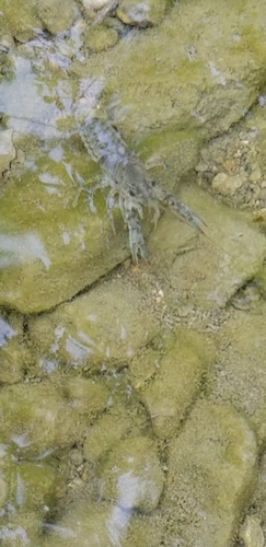 Procambarus simulans