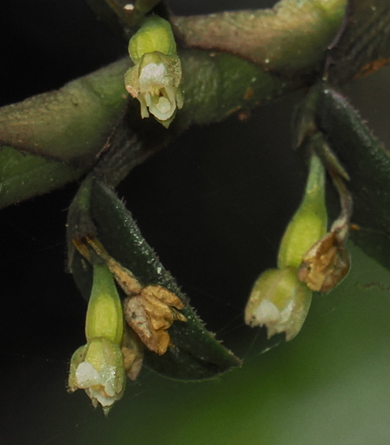 Image of Fernandezia crystallina by (c) desertnaturalist, some rights reserved (CC BY)
