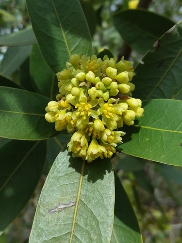 Variety Umbellularia californica californica · iNaturalist