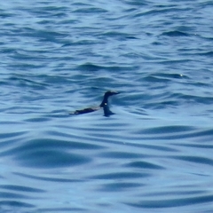 Synthliboramphus scrippsi