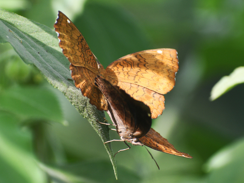 Common Castor Butterfly