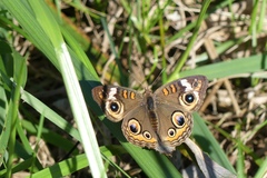 Junonia coenia coenia