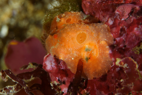 Representative image of Aldisa smaragdina