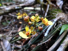 Trichocentrum ascendens
