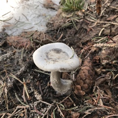 Clitocybe glacialis