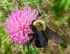 Bombus bellicosus