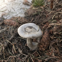 Clitocybe glacialis