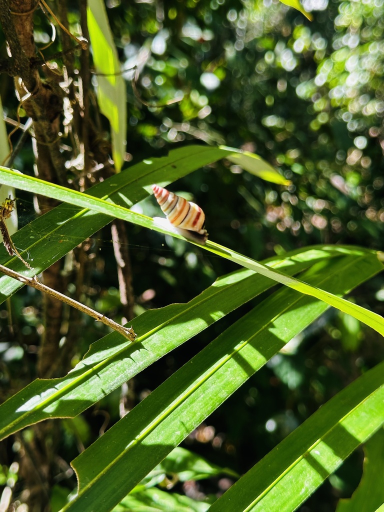 harlequin snail