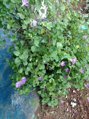 Asystasia gangetica image