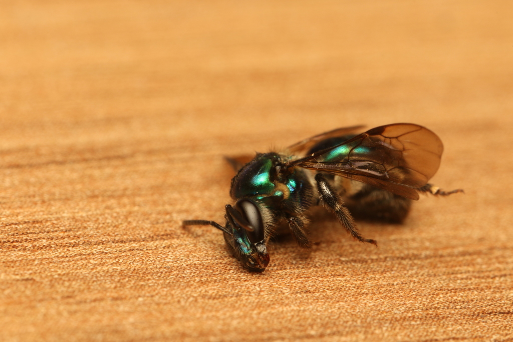 Ariphanarthra palpalis