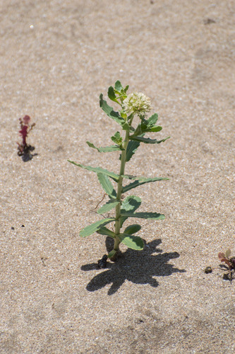 Calycera crassifolia (Calycera crassifolia)