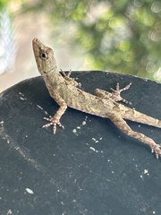 Monteverde Anole photo 1