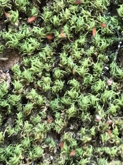 Tortella flavovirens