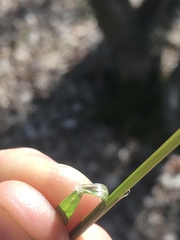 Melica mutica