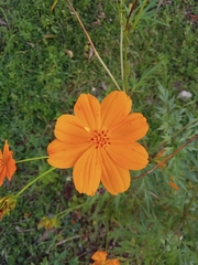 Cosmos sulphureus image