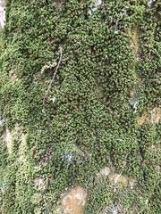 Tortella flavovirens