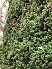 Tortella flavovirens