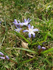 Scilla forbesii