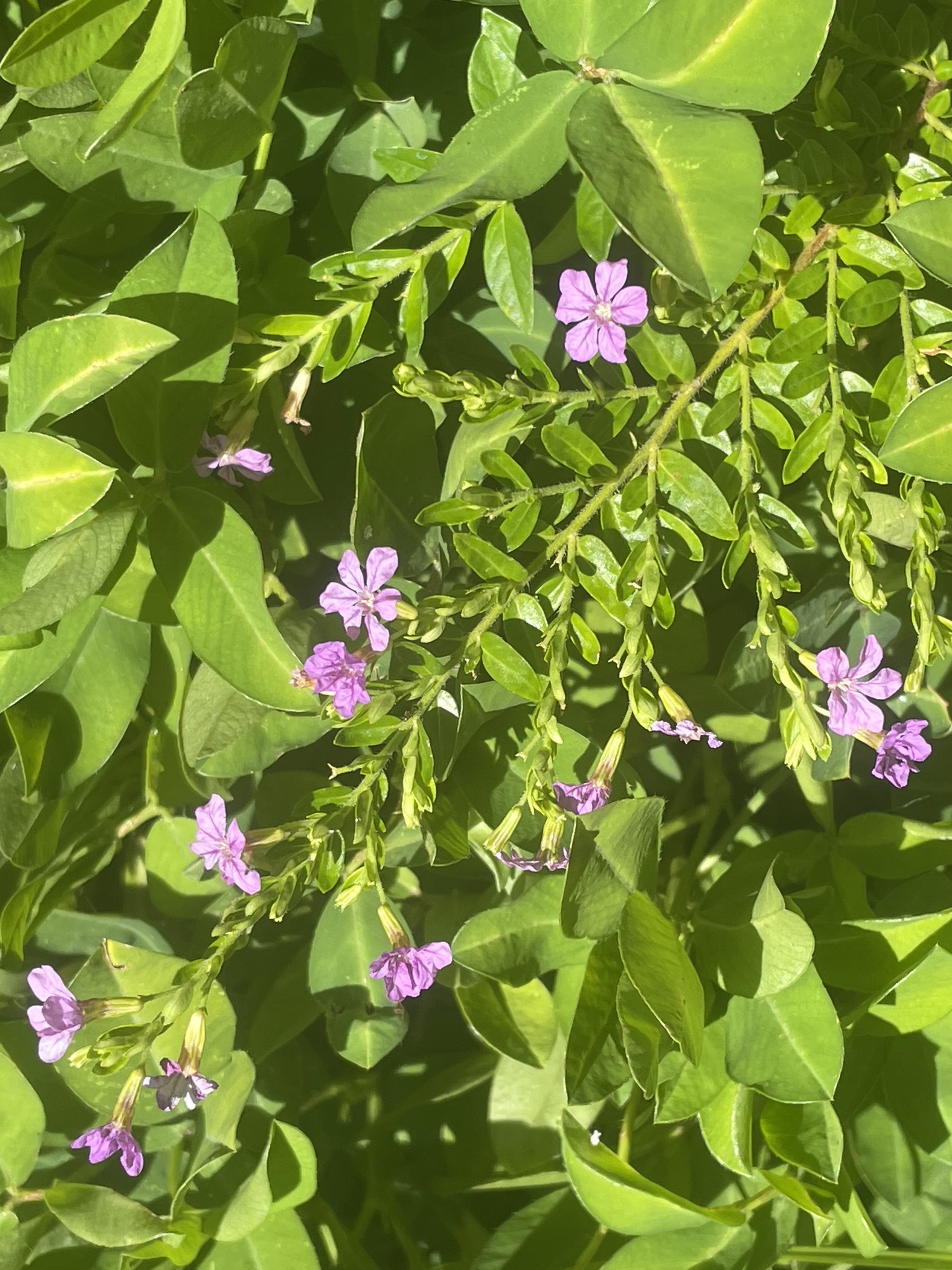 Cuphea hyssopifolia