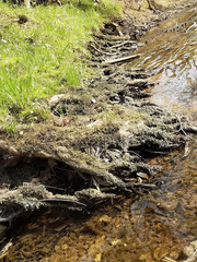 Bryophyta