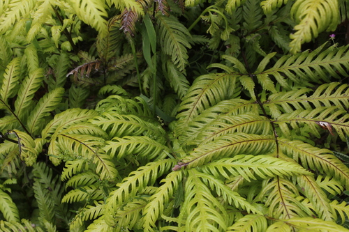 Pteris berteroana observed 2023-12-09
