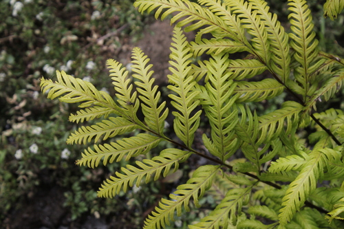 Pteris berteroana observed 2023-12-09