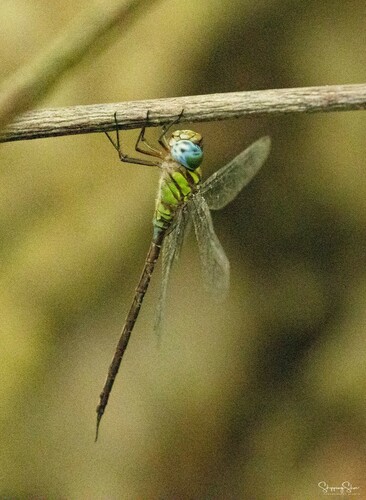 Caribbean Darner