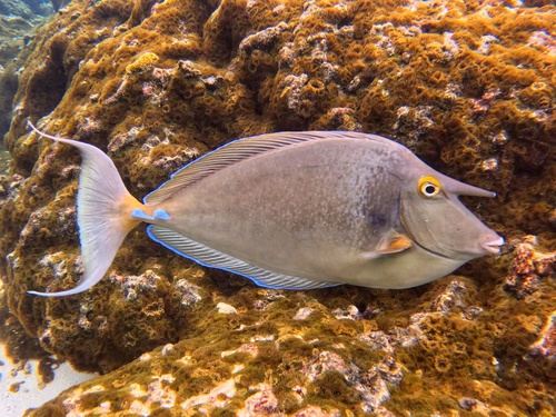 Bluespine Unicornfish