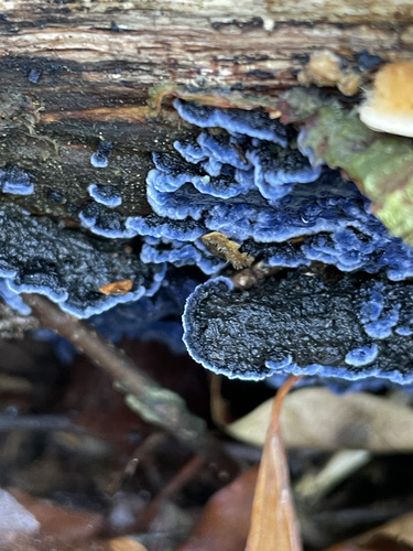 Cobalt Crust